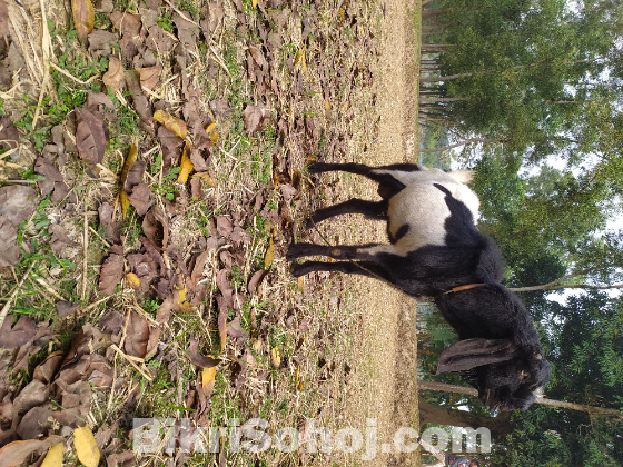 ক্রস তুতা পাঠা